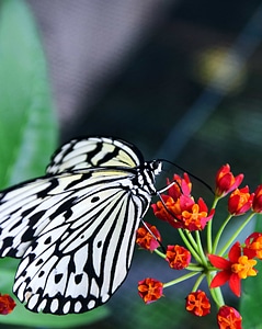 Animal arthropod beautiful flowers