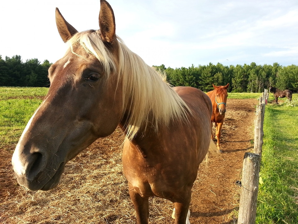 Riding animal outdoor