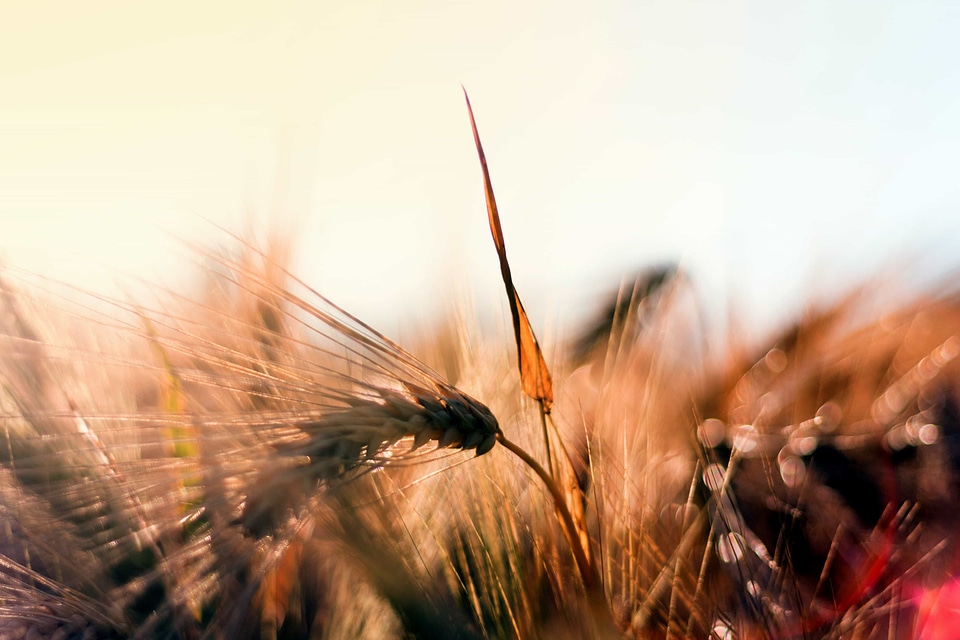 Agriculture cereal dusk