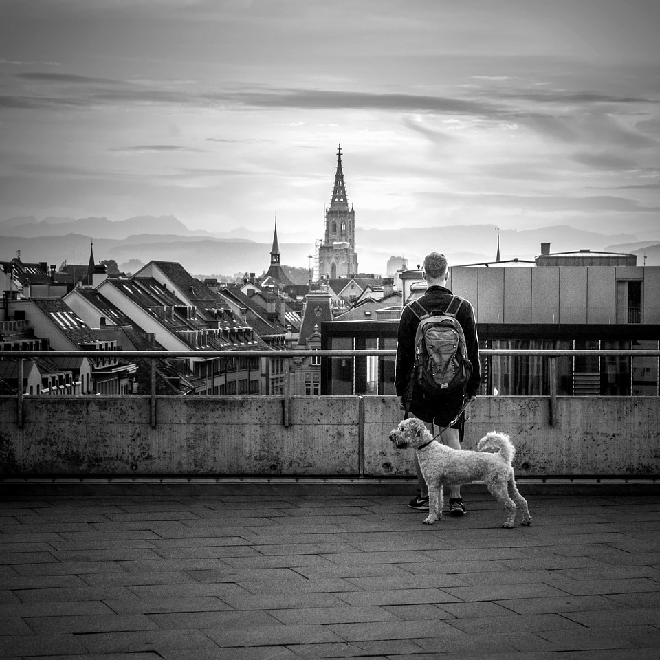 Animal architecture black