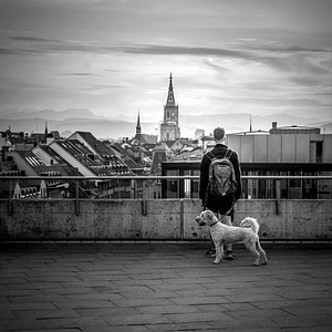 Animal architecture black