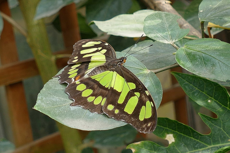 Animal arthropod beautiful