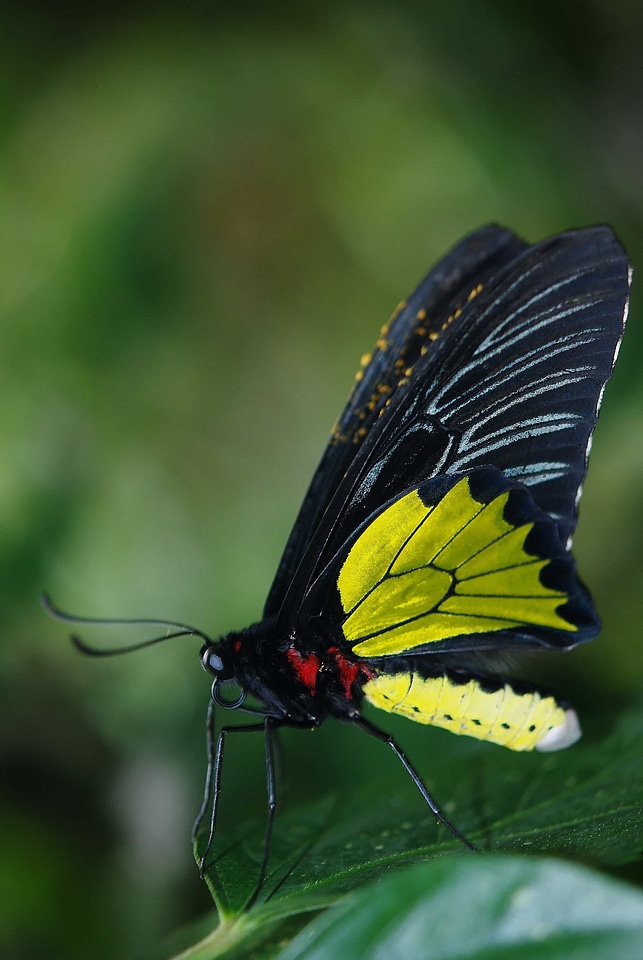 Animal arthropod biology