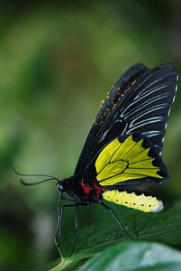 Animal arthropod biology