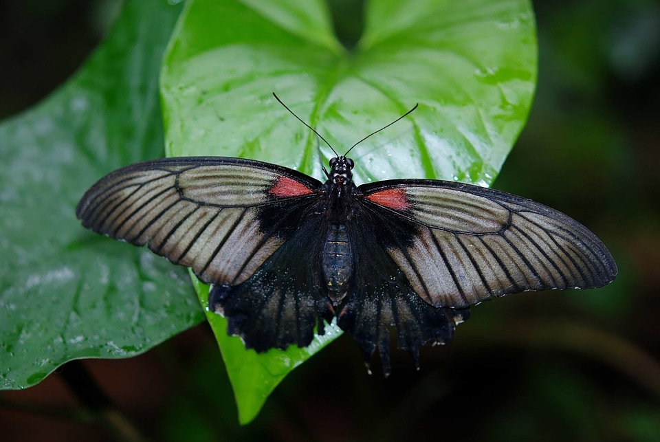 Animal arthropod beautiful image