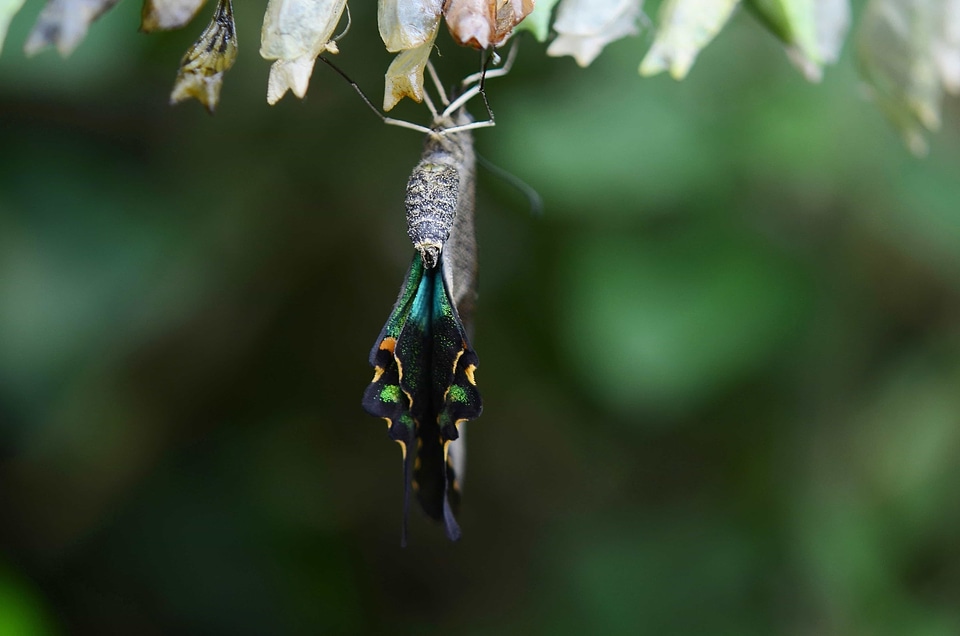 Animal arthropod biology