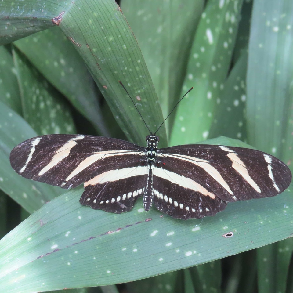 Animal arthropod biology