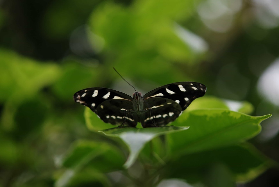Animal arthropod biology