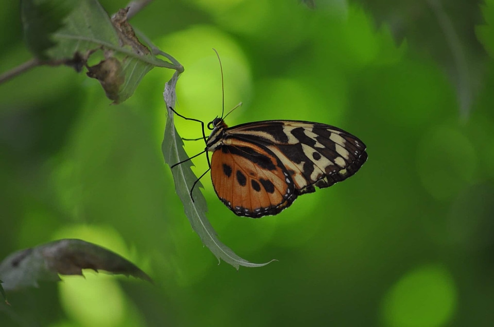 Animal arthropod beautiful image