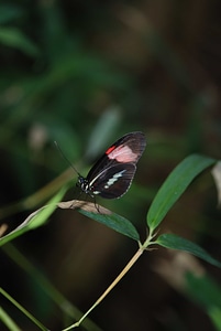 Animal arthropod beetle