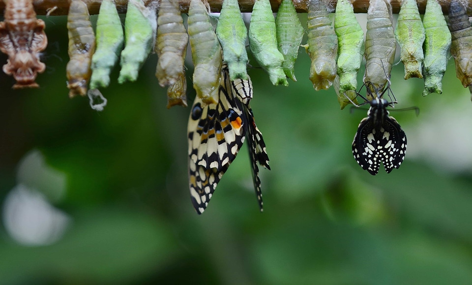 Animal arthropod biology