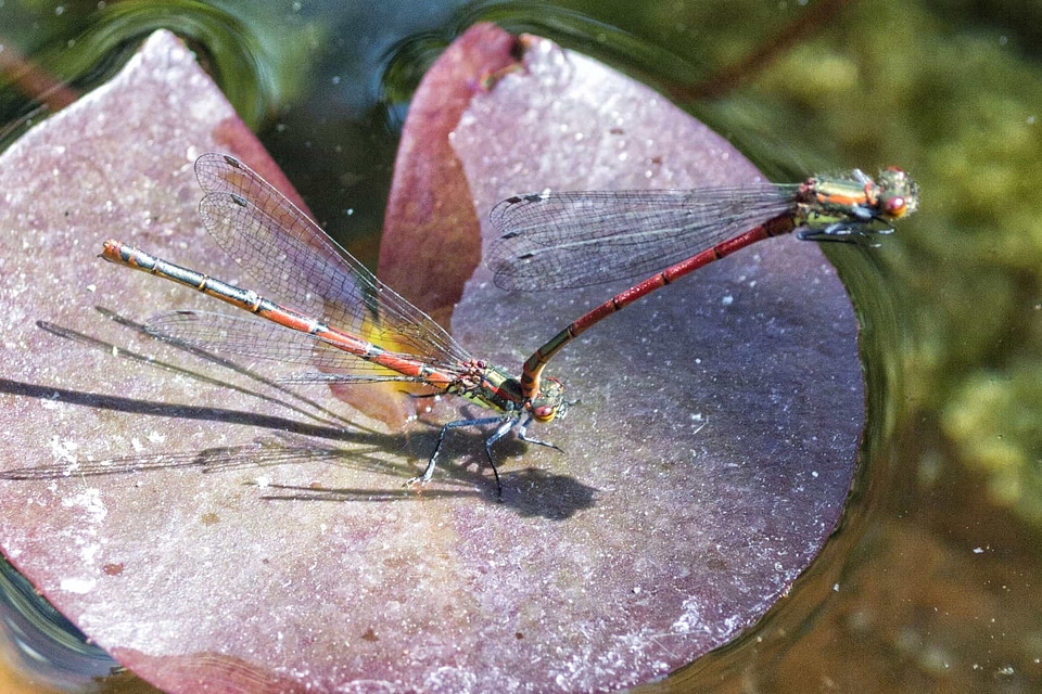 Animal arthropod biology