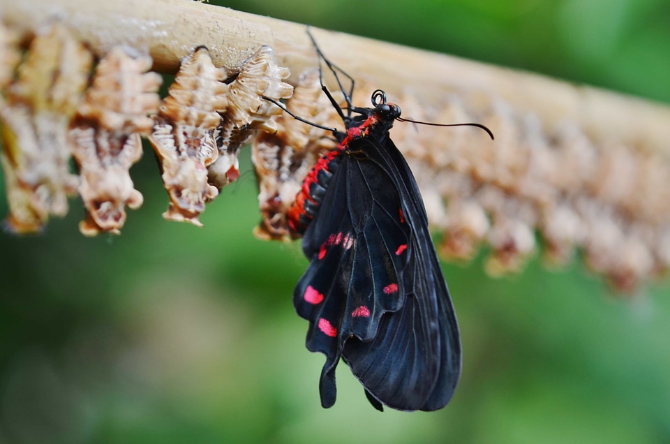 Animal arthropod biology