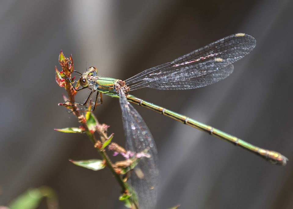 Animal arthropod beautiful image