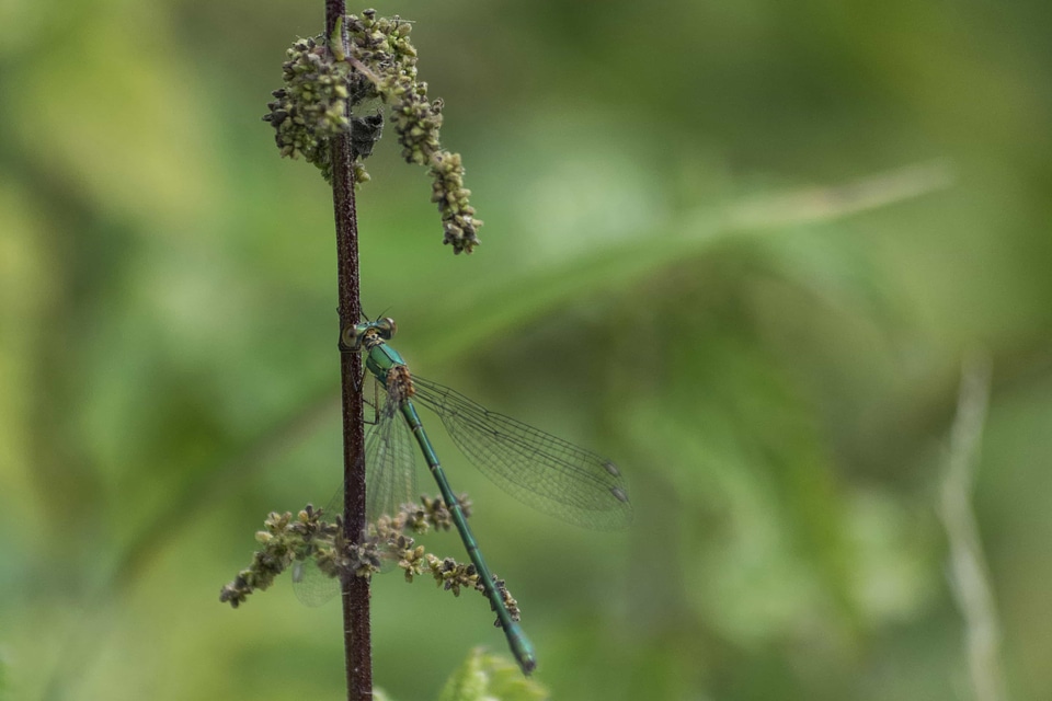 Animal arthropod biology photo