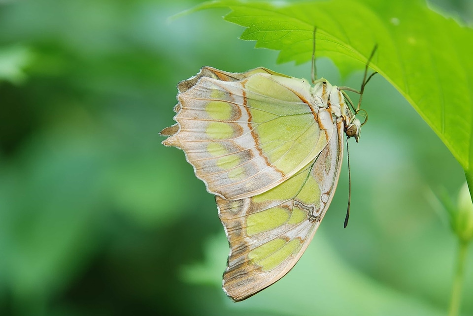 Animal arthropod biology