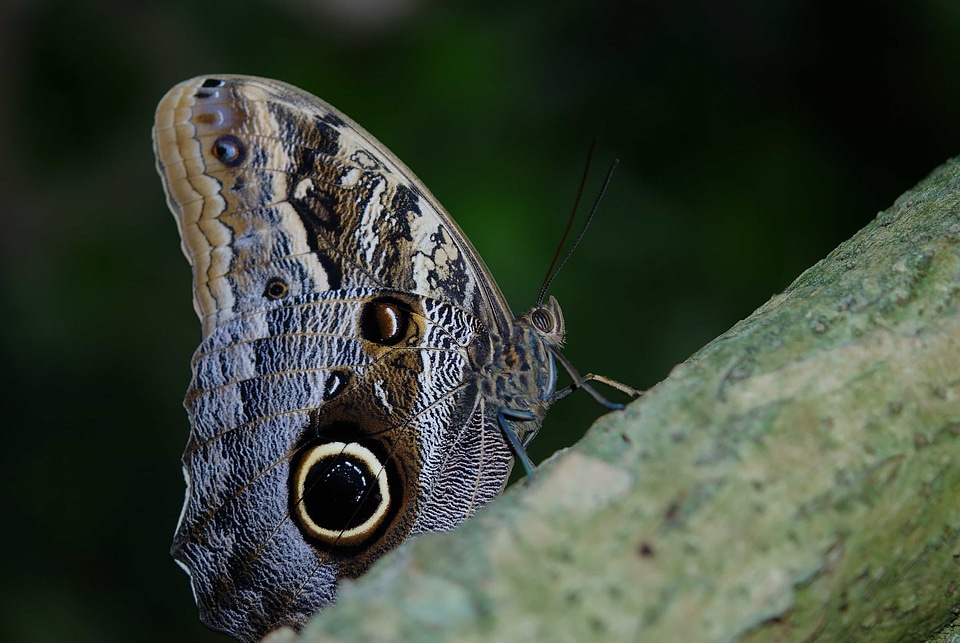 Animal arthropod beautiful image