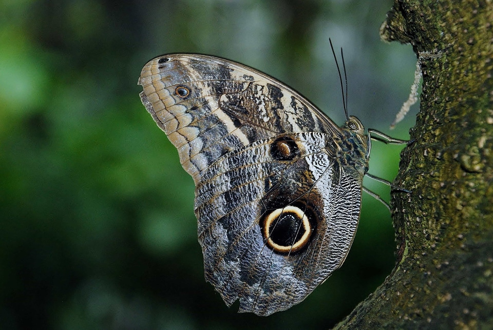 Animal arthropod beautiful image