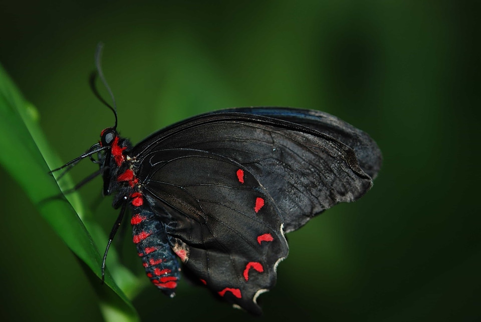 Animal arthropod beautiful image
