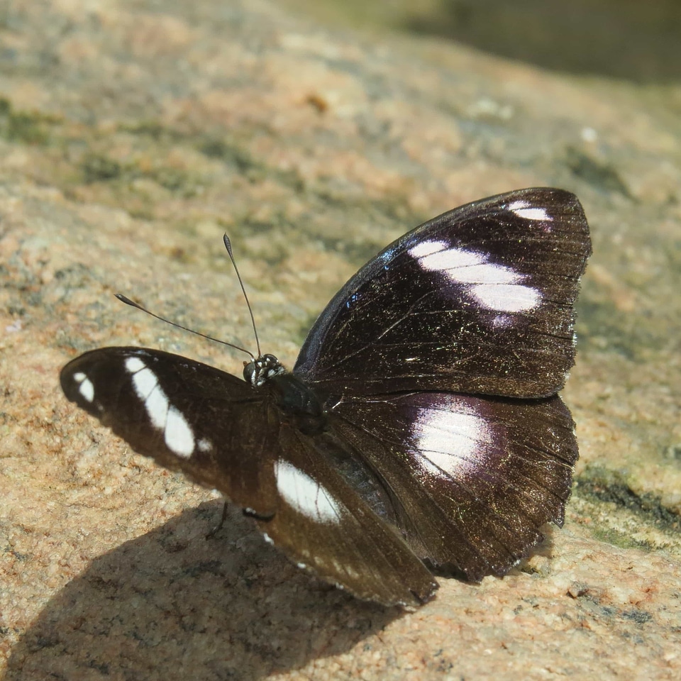 Animal arthropod biology