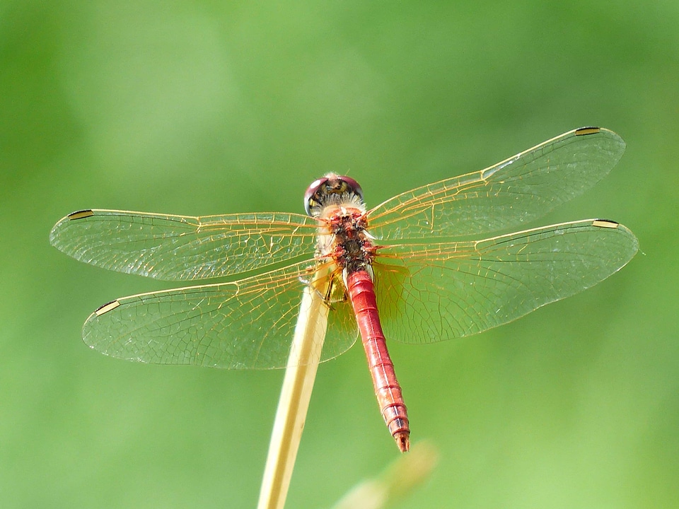 Animal arthropod beautiful photo
