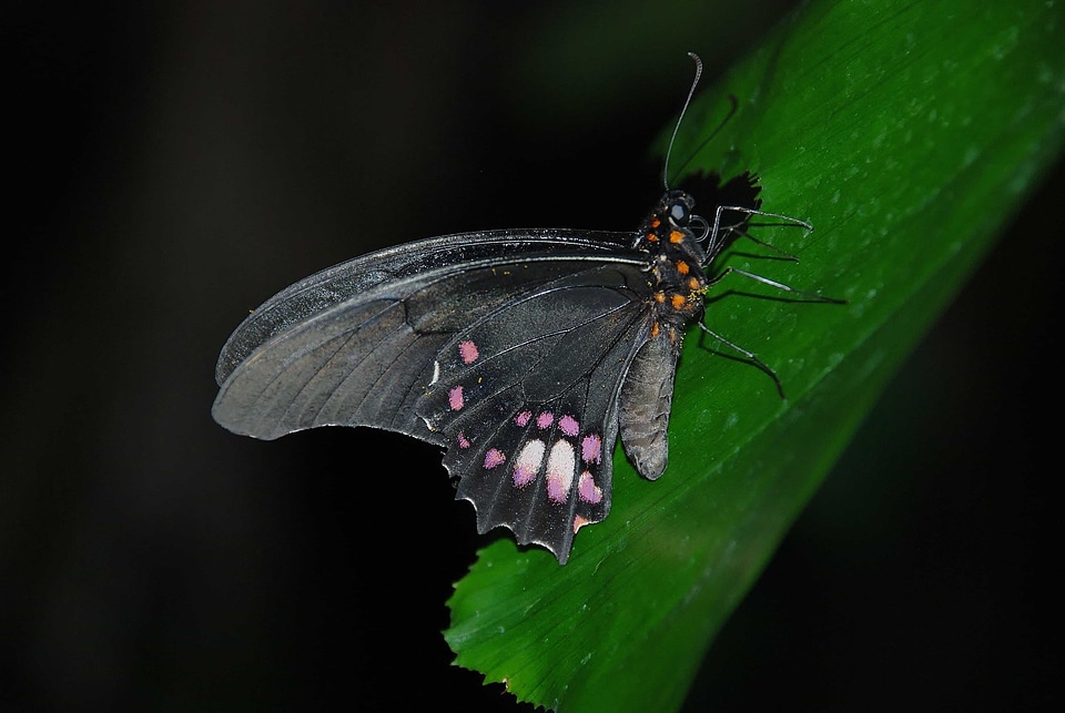 Animal arthropod beautiful flowers