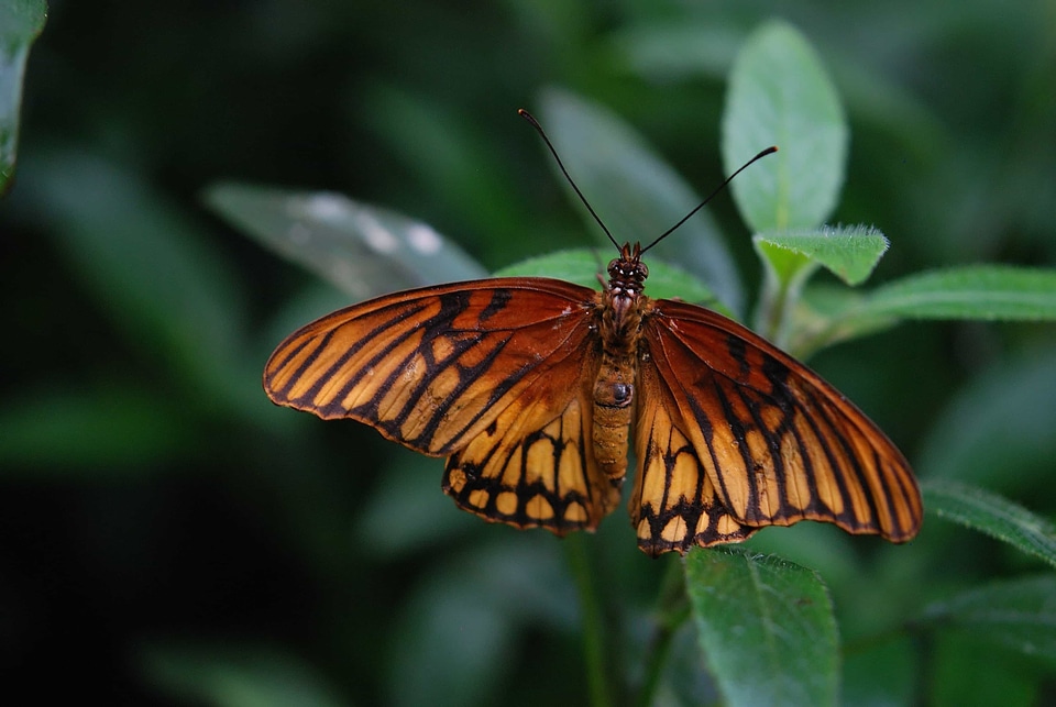 Animal arthropod beautiful image