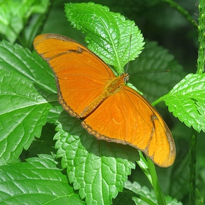 Animal arthropod biology