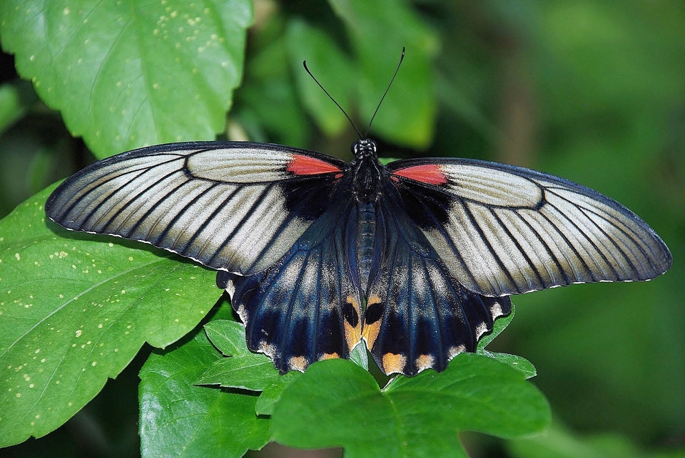 Animal arthropod beautiful image