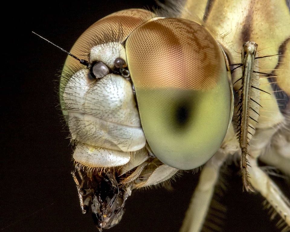 Animal arthropod beautiful photo