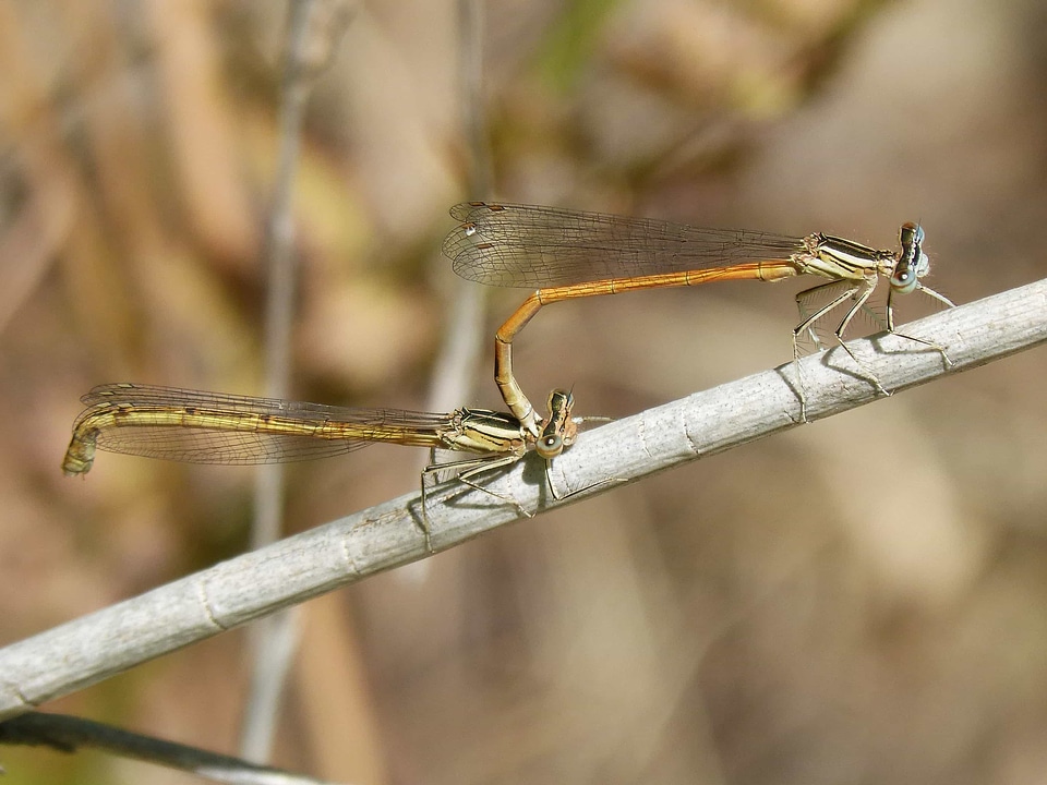 Animal arthropod beautiful image
