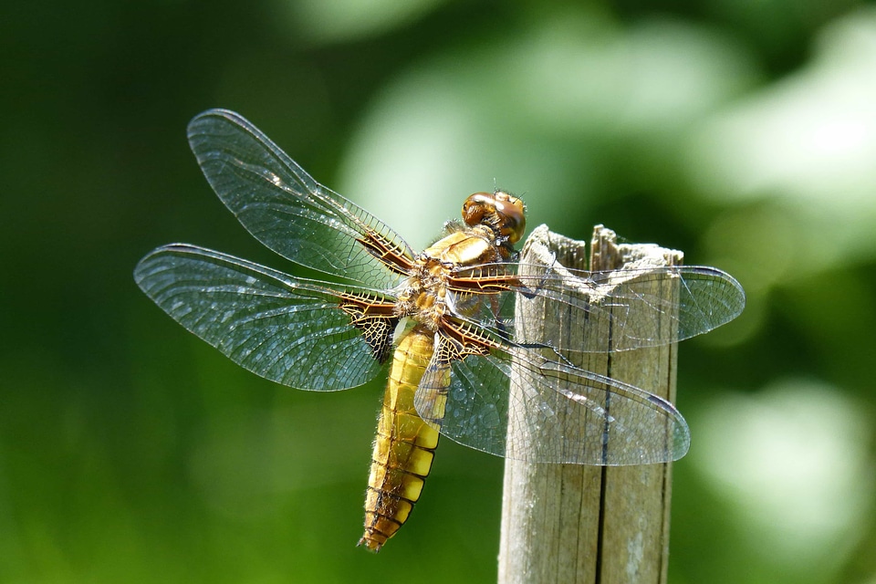 Animal arthropod beautiful image