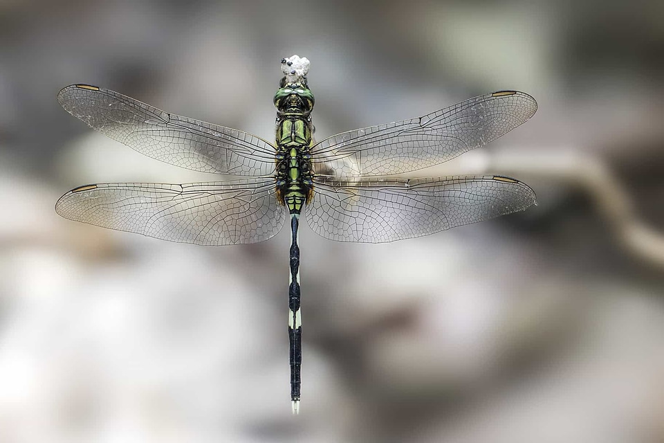 Animal arthropod beautiful image