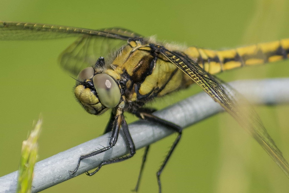 Animal arthropod beautiful photo