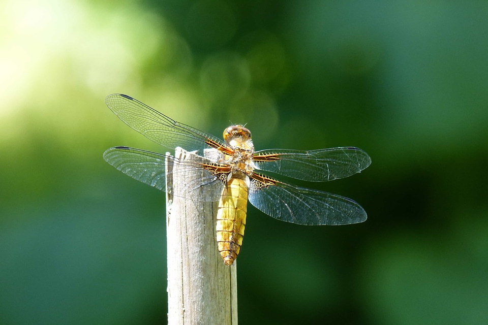 Animal arthropod beautiful image