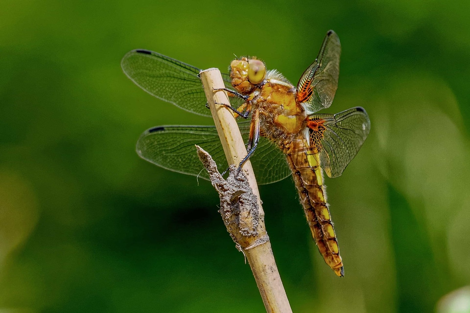 Animal arthropod beautiful image