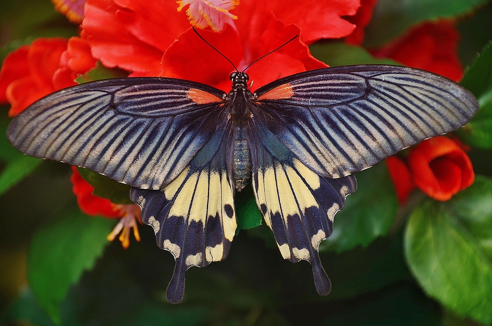 Red insect wings