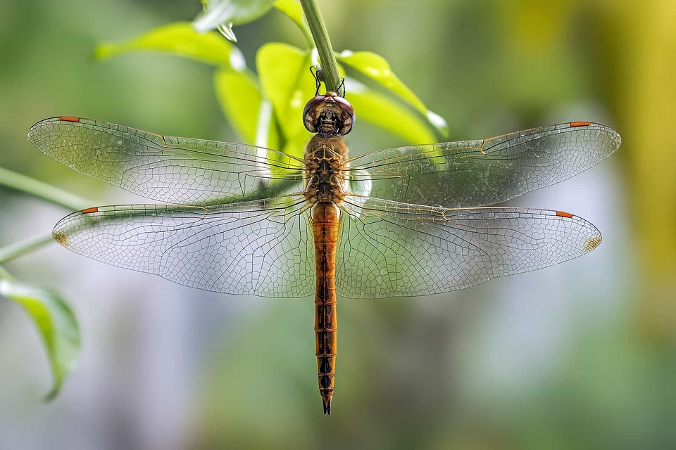 Animal arthropod beautiful photo