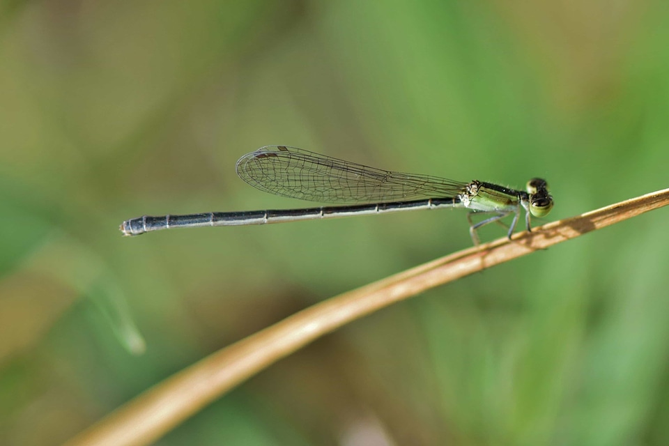 Animal arthropod biology