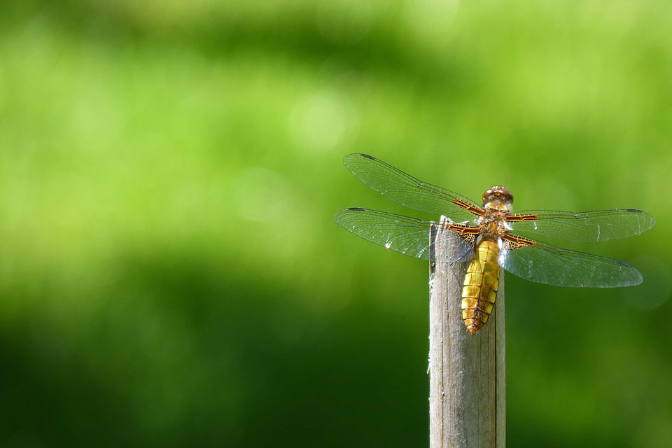 Animal arthropod beautiful image