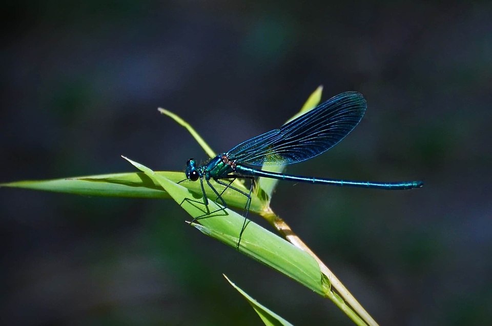 Animal arthropod beautiful image