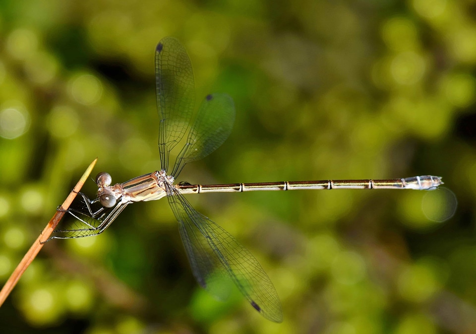 Animal arthropod beautiful image