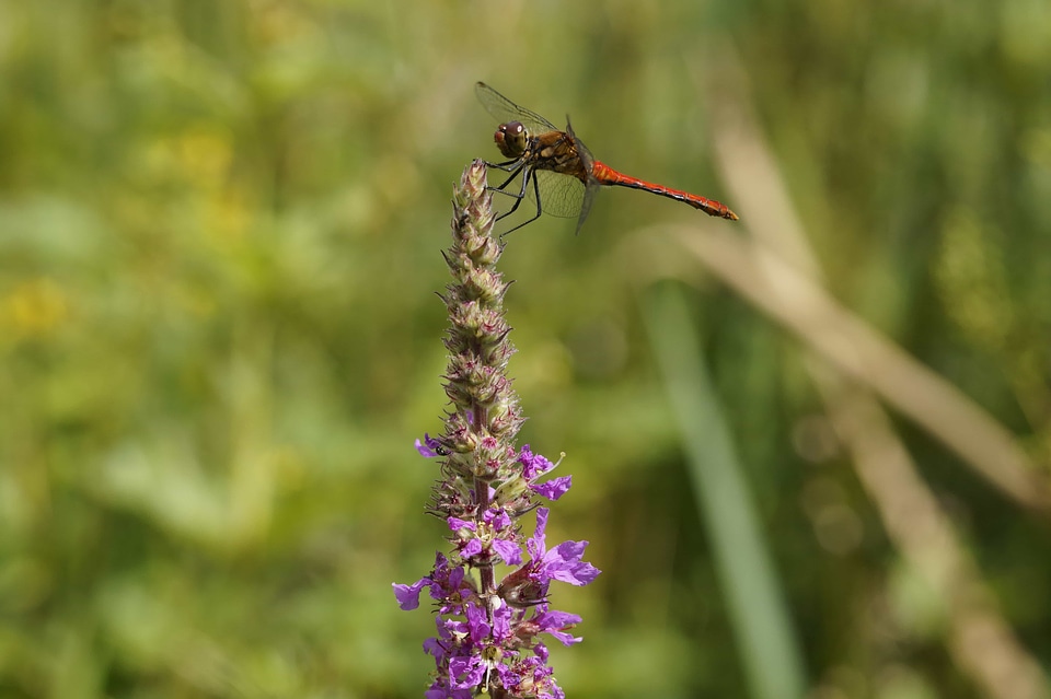Animal arthropod beautiful flowers