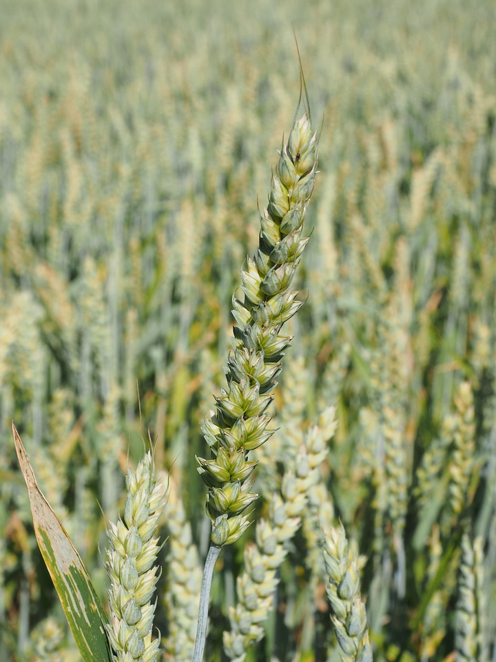 Ear grain cornfield