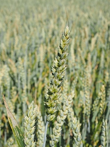 Ear grain cornfield