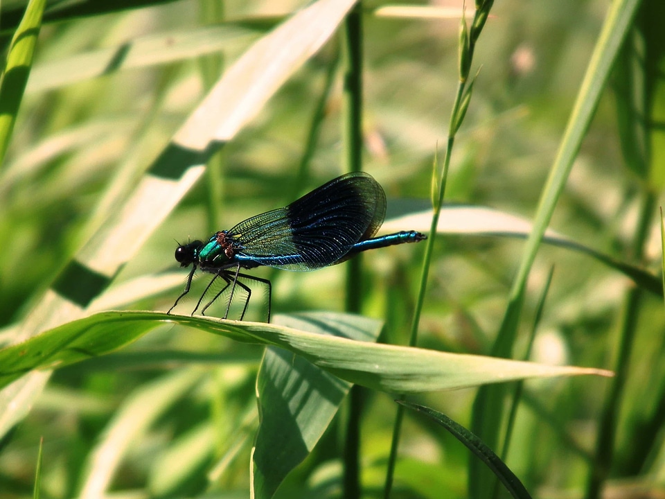 Animal arthropod beautiful photo
