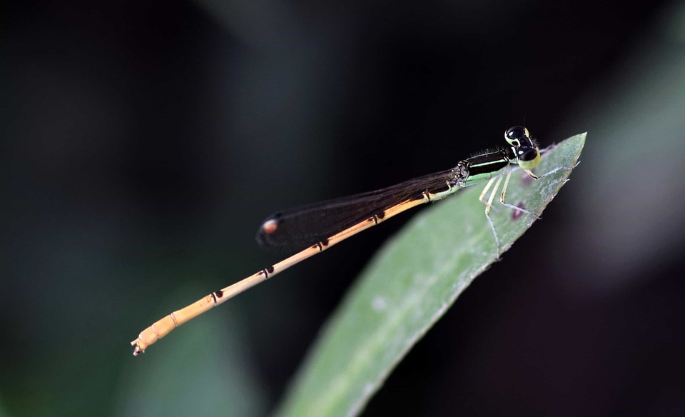 Animal arthropod biology