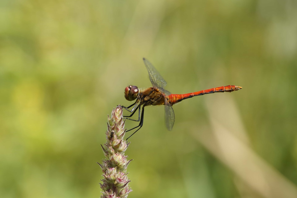 Animal arthropod beautiful photo