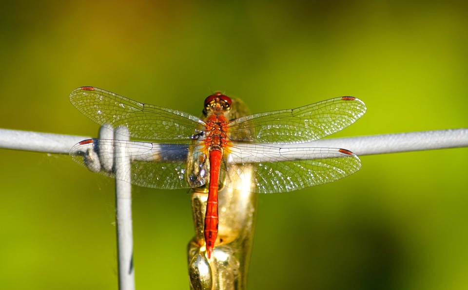 Animal arthropod barbed wire