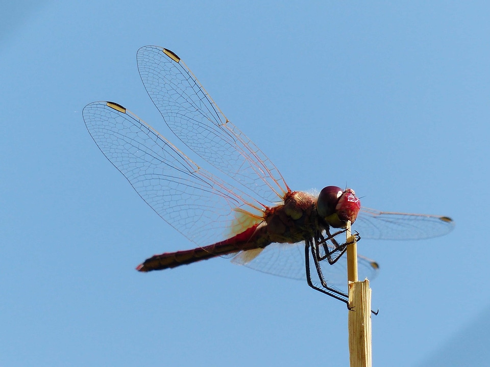 Animal arthropod biology